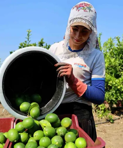 Adana’da Limon Hasadı Başladı: Rekolte Rekor, Fiyat Dipte