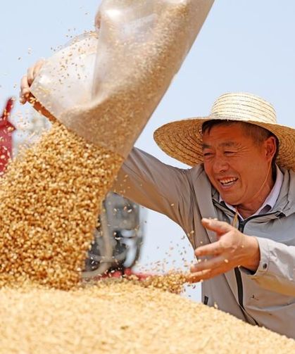 Çin'de tahıl işletmelerinin üretim değeri 4 trilyon yuanı aştı