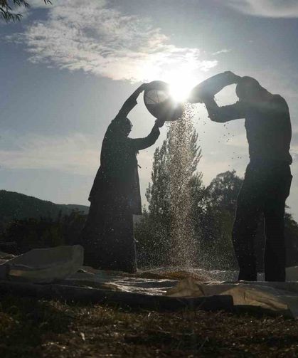 Muş’ta geleneksel yöntemle mısır hasadı