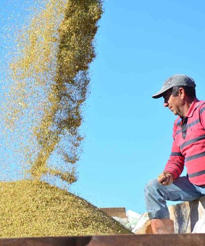 Pirinçte marka Osmancık’ta hasat mesaisi başladı
