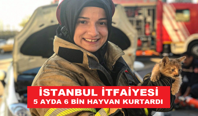 İSTANBUL İTFAİYESİ 5 AYDA 6 BİN HAYVAN KURTARDI