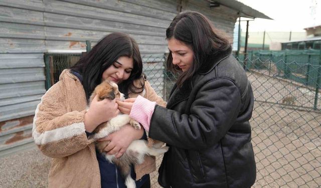 Keçiören Belediyesi Pati Yaşam Köyü’ndeki hayvanların ziyareti 4 güne çıktı