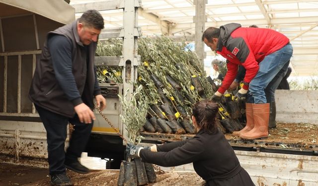 Muğla’da 20 bin zeytin fidanı toprakla buluştu