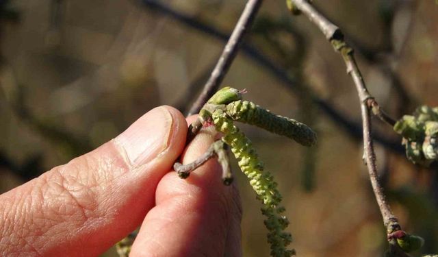 Sıcaklıklar nedeniyle fındıkta karanfiller erken açarken zirai don riski üreticileri endişelendiriyor