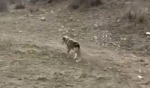 Batman’da aç kalan kurt köye inerek tavuklara saldırdı