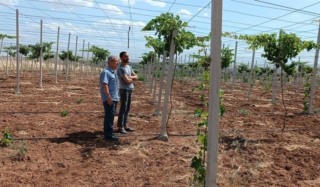Batman’da devlet desteğiyle modern seracılığın yaygınlaştırılması hedefleniyor