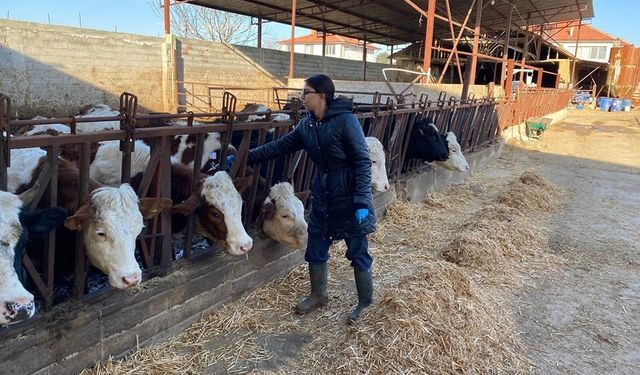 Büyükbaş hayvanlara yönelik şap aşısı çalışması başlatıldı