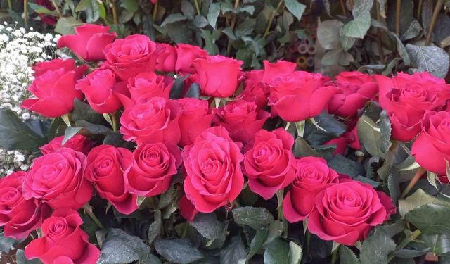 Çiçekçiler Sevgililer Günü’nde satışlardan memnun değil