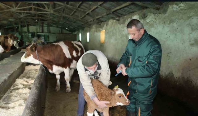 Elazığ’da şap ile mücadele: 5 bin büyükbaş aşılandı, 255 işletmede sağlık taraması yapıldı