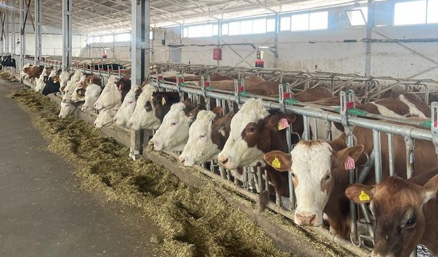 Erzincan’da 4 işletme arilik için başvurdu