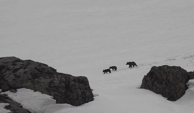 Erzincan’da kış uykusuna yatmayan anne ayı ve yavruları karlı arazide dolaşırken görüntülendi