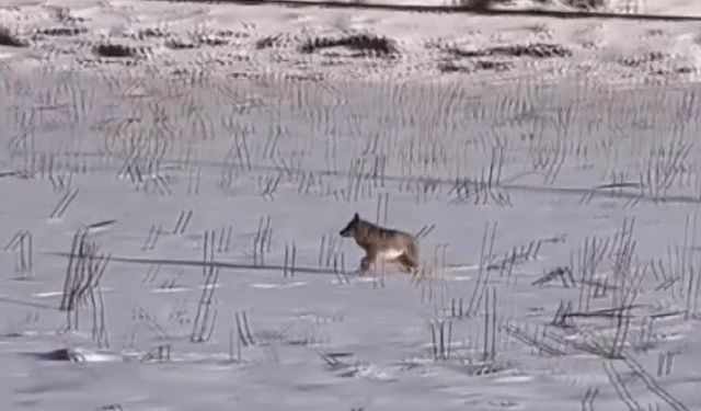 Erzincan’da kurt korkusu