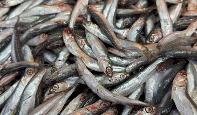 Hamsinin kulağına kar suyu kaçtı, balık lezzetlendi