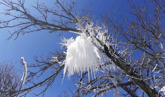 Hava sıcaklığı eksi 16’ya düştü, ağaç dalları böyle dondu