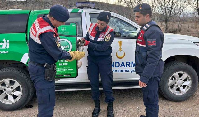 Jandarma, yaralı baykuşa elleriyle su verdi