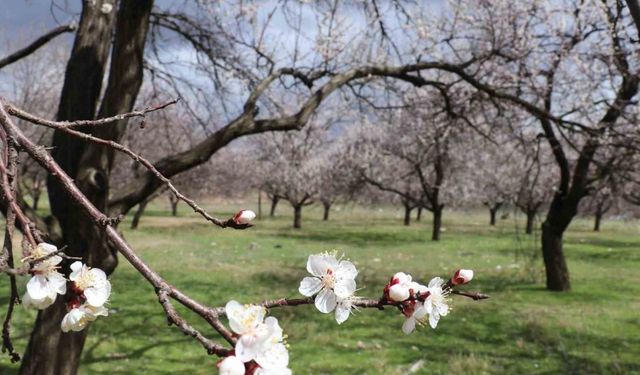 Kayısı üreticilerine ilkbahar dönemi uyarısı