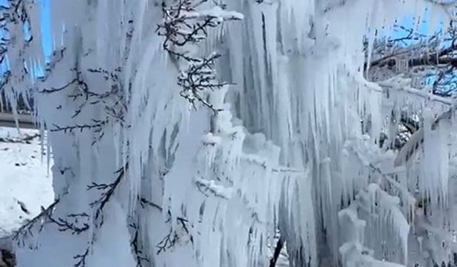 Malatya’da kayısı ağaçları buz kesti