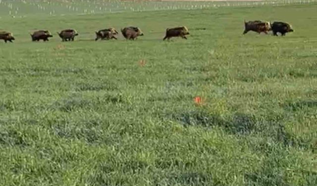 Mardin’de domuz sürüsü görüntülendi
