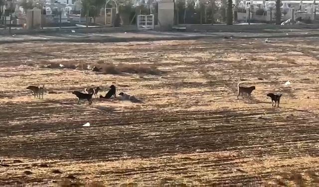 Nusaybin’de başıboş sokak köpekleri okul çevrelerinde tedirginliğe neden oluyor