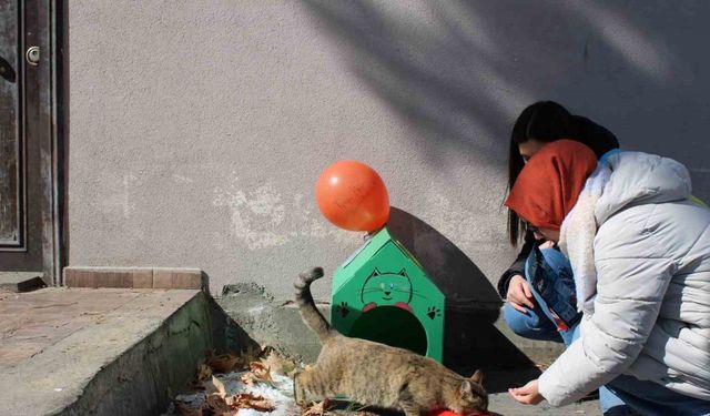 Öğrencilerden sokak hayvanlarına şefkat