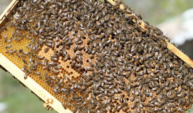 Siirt, Türkiye’de bal üretiminde ilk 5’e yükseldi