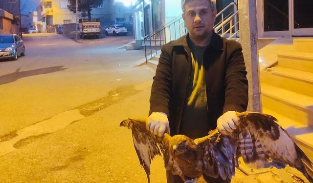 Siirt’te ayağına ip dolanan kartal doğaya bırakıldı
