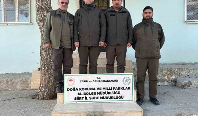 Siirt’te kaçak avlanan keklikler doğaya bırakıldı