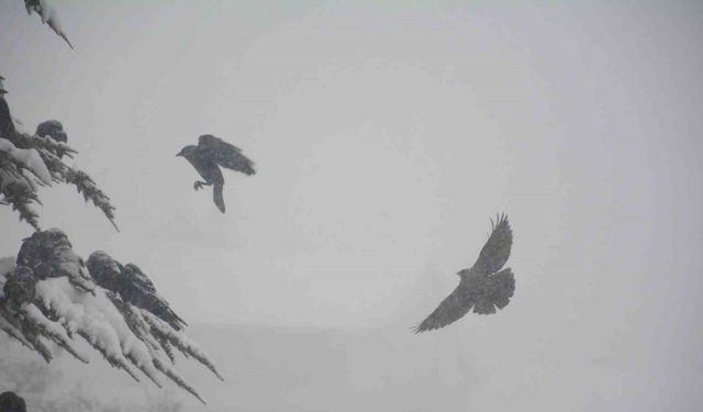 Tatvan’da yoğun kar yağışı: Kargalar çatı ve ağaçlara sığındı