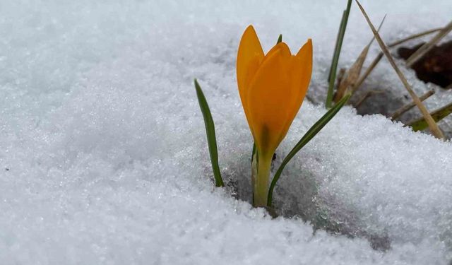 Tekirdağ’da Ganos Dağları beyaza büründü, kardelenler açtı