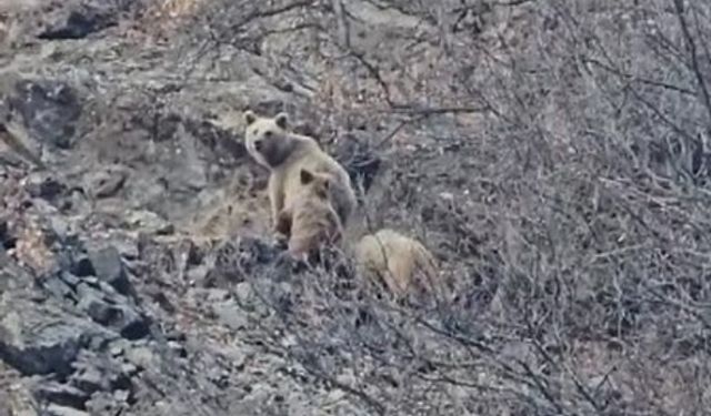 Tunceli’de kış uykusuna yatmayan ayı ailesi görüntülendi