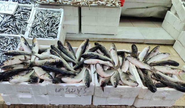 Vitamin deposu kefal 200 liradan satışa sunuluyor