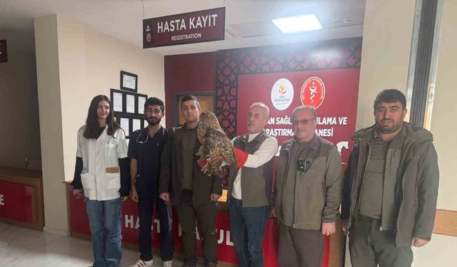 Yaralı baykuş tedavi altına alındı