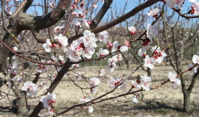 İlk Baharın İlk Güzellikleri Mersin kayısı bahçeleri beyaza büründü