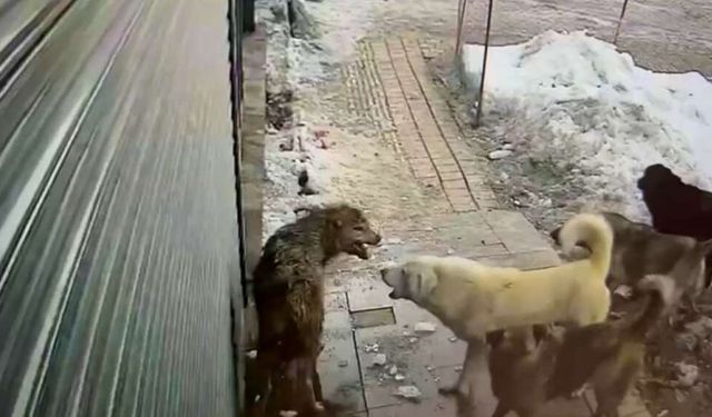 Hakkari’de köpeklerin kurda saldırdığı anlar kamerada