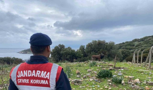 Dilek Yarımadası Milli Parkı’nda jandarma denetimi