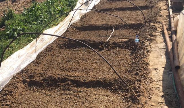 Emcelli’nin ata tohumu biberi toprakla buluştu