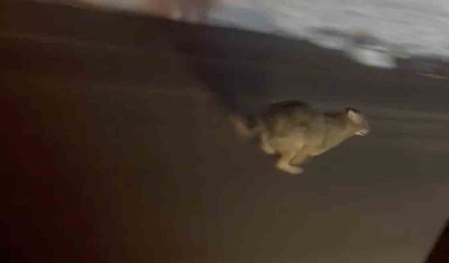 Kastamonu’da yola inen vaşak kamerada