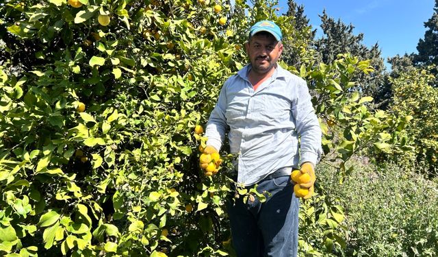Limon bahçede 15 TL'den alıcı buluyor