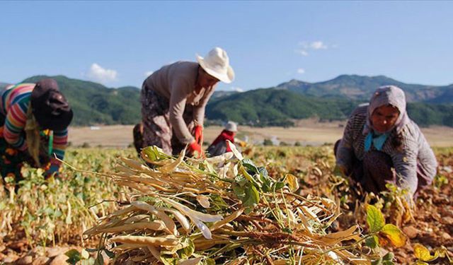 Tarım ürünleri üretici fiyat endeksi Şubat 2025'te yüzde 35,54 arttı
