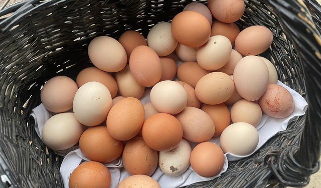 YUMURTA FİYATLARI NEDEN YÜKSELİYOR! YUM-BİR: "Yumurta fiyatlarını ABD artırıyor"