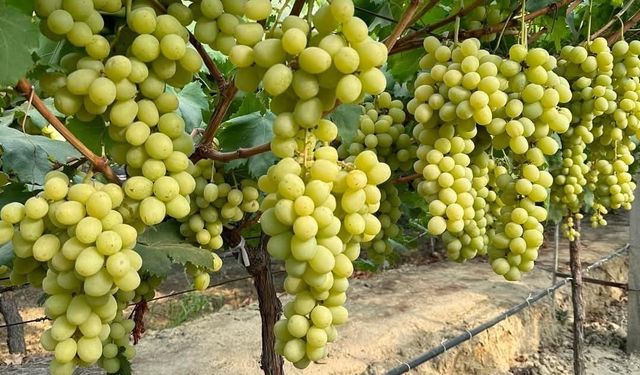 Sarıgöl’de ’Sonbaharın Kralı’ üzüm türü yaygınlaşıyor