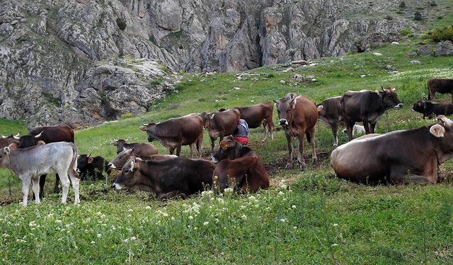 60 bin TL maaşla çoban bulamayınca çözümü nöbetleşmekte buldular