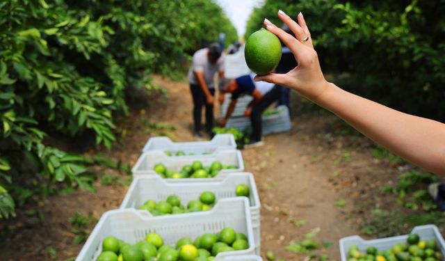 Limon ihracat yasağı ertelendi. Üretici hedefine ulaştı.