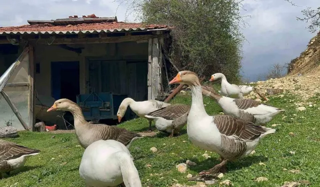 Çiftçiler gelir kapısı oldu! Kaz yumurtası büyük ilgi görüyor