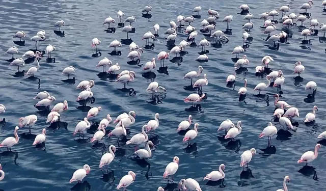 Flamingoların görsel şöleni Niğde'de havadan görüntülendi