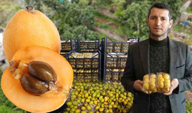 Alanya’da muşmula hasadı başladı