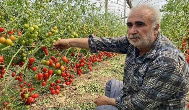 Üretici Uyarıyor! Domates Sera'da 15TL Market'te 70TL Satılıyor