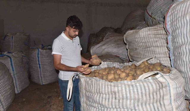 Ahlat’ta binlerce ton patates alıcı bekliyor