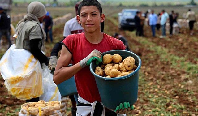 Adana’da Patates Hasadı Başladı: Don Vurdu, Verim Düştü, Fiyatlar Arttı