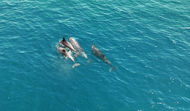 İstanbulluyu yunusların belgesellik manzarası mest etti